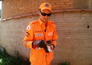 Gato resgatado pelos Bombeiros é adotado em Poços de Caldas