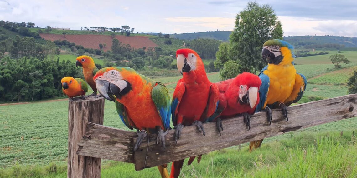 Araras estão sendo procuradas em Poços de Caldas