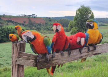 Araras estão sendo procuradas em Poços de Caldas