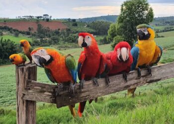 Araras viajantes são reencontradas em Poços de Caldas