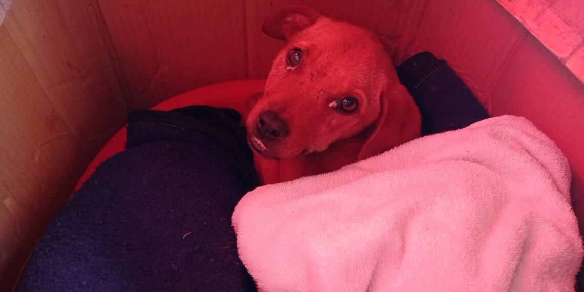 Cachorrinho, que ficou dentro de córrego por vários dias, é resgatado em Poços de Caldas