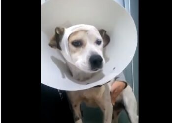 Campanha arrecada doações para ajudar cachorrinha atingida por foice acidentalmente em Poços de Caldas
