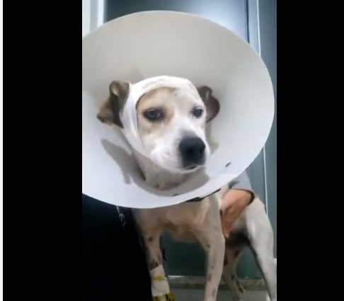 Campanha arrecada doações para ajudar cachorrinha atingida por foice acidentalmente em Poços de Caldas