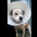 Campanha arrecada doações para ajudar cachorrinha atingida por foice acidentalmente em Poços de Caldas