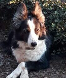 Médico veterinário comenta sobre cuidados com os pets durante o frio