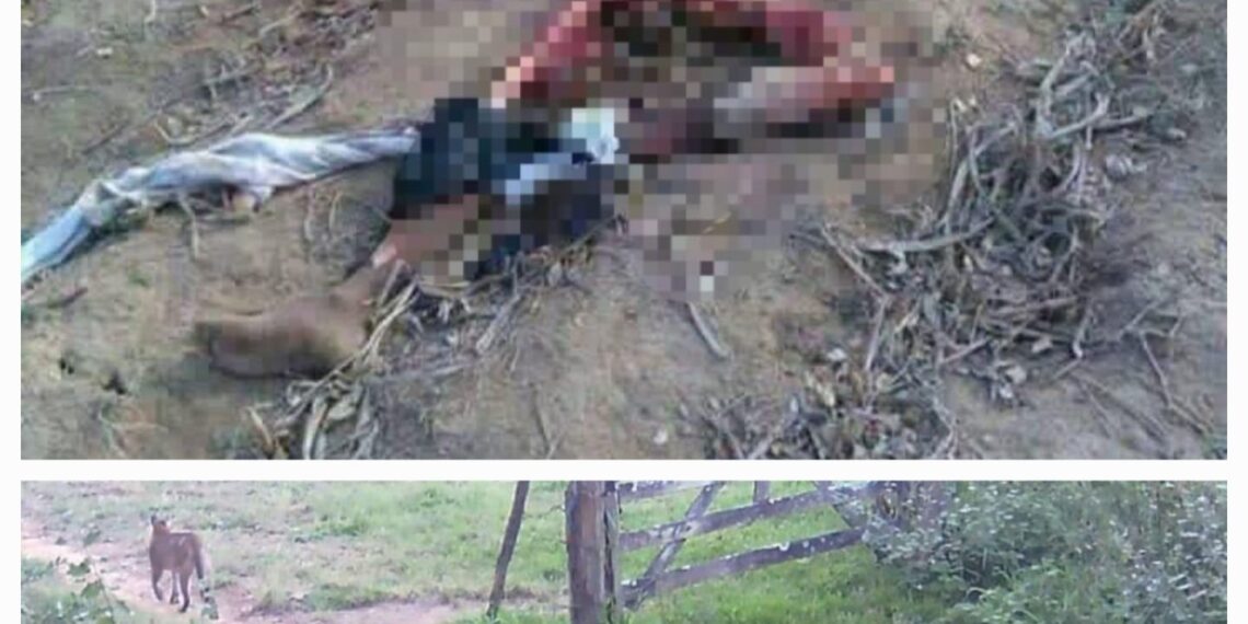 É falso que onças atacaram e mataram homem