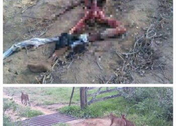 É falso que onças atacaram e mataram homem