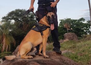 Conheça o cão farejador que ajudou a polícia a chegar ao suspeito de matar estudante