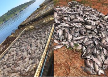 Mortandade de peixes deixa prejuízo que passa de R$ 1 milhão Sul de Minas