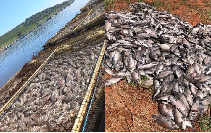 Mortandade de peixes deixa prejuízo que passa de R$ 1 milhão Sul de Minas