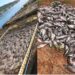 Mortandade de peixes deixa prejuízo que passa de R$ 1 milhão Sul de Minas