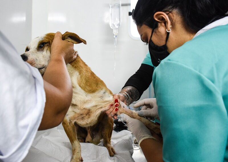 Cadastro para castração animal acontece todas segundas e terças em Poços de Caldas