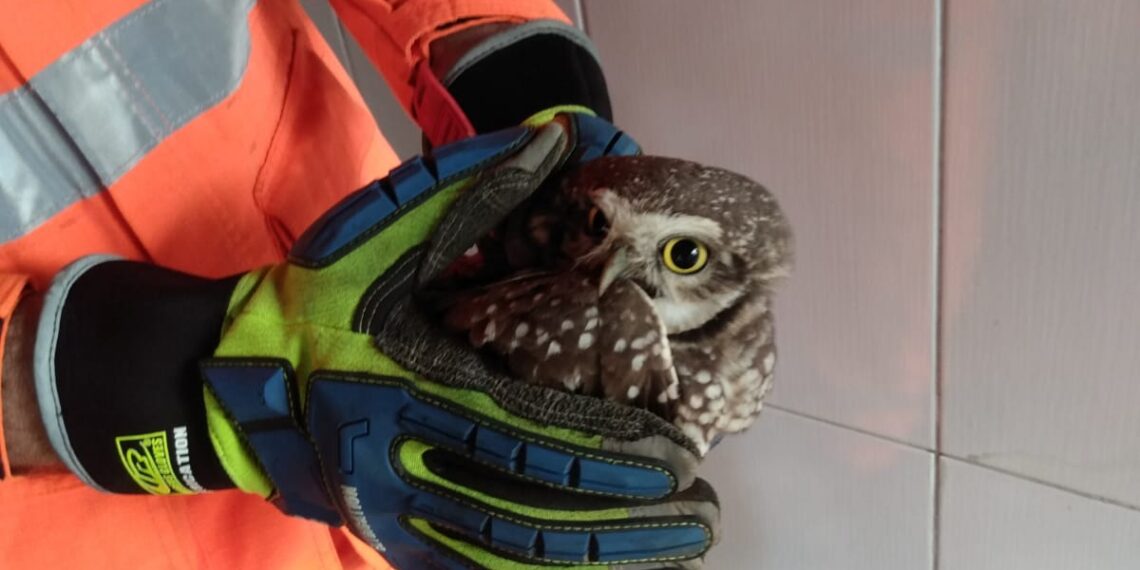 Coruja ferida é resgatada em Poços de Caldas