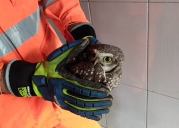Coruja ferida é resgatada em Poços de Caldas