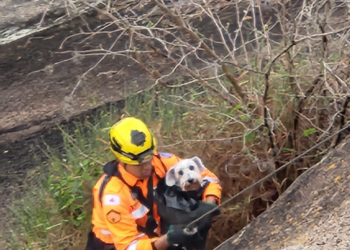 Após escorregar de pedra de 12 metros de altura, cão é resgatado pelos Bombeiros em Poços de Caldas