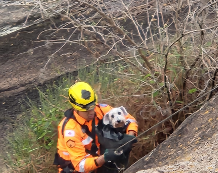 Após escorregar de pedra de 12 metros de altura, cão é resgatado pelos Bombeiros em Poços de Caldas
