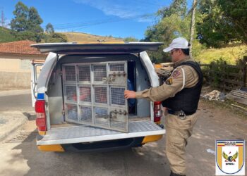 Foragido da Justiça há 5 anos é preso em Campestre