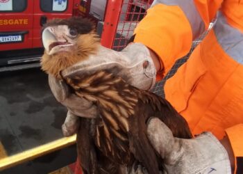 Gavião Carcará é resgatado pelos Bombeiros em Poços de Caldas