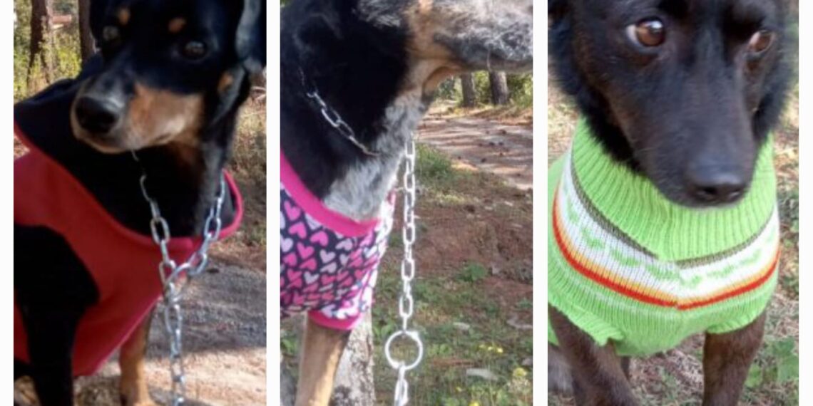 Cerca de 100 animaizinhos esperam por um lar no abrigo Municipal de Animais em Poços