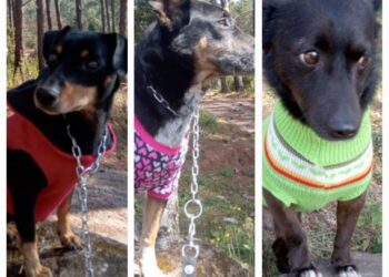 Cerca de 100 animaizinhos esperam por um lar no abrigo Municipal de Animais em Poços