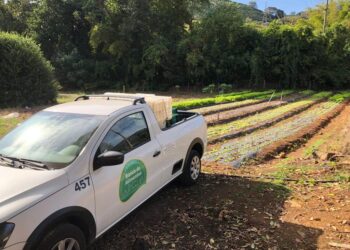 Produtor doa 175 kg de alface para o Banco de Alimentos de Poços de Caldas