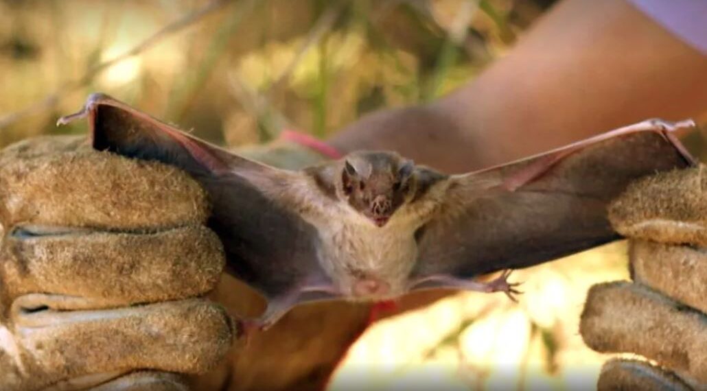 Quarta morte por raiva humana é confirmada em MG; novo caso está sendo investigado