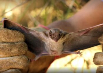 Quarta morte por raiva humana é confirmada em MG; novo caso está sendo investigado