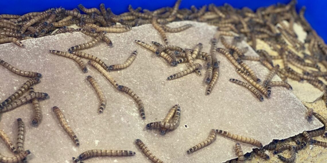 Produção de insetos destinada à sustentabilidade é realizada pela UNIFEOB