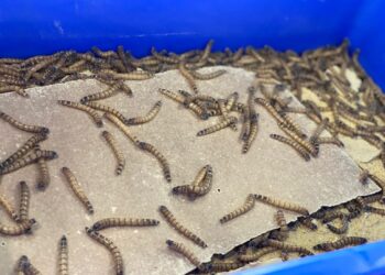 Produção de insetos destinada à sustentabilidade é realizada pela UNIFEOB