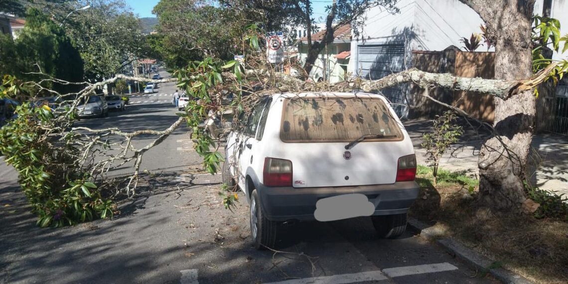 Carro é atingido por galho de árvore na área central de Poços de Caldas