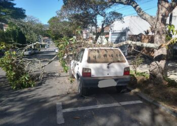 Carro é atingido por galho de árvore na área central de Poços de Caldas