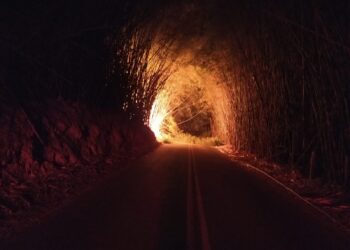 VÍDEO | Trecho de rodovia que liga Poços de Caldas a Palmeiral é interditado após incêndio em bambuzal