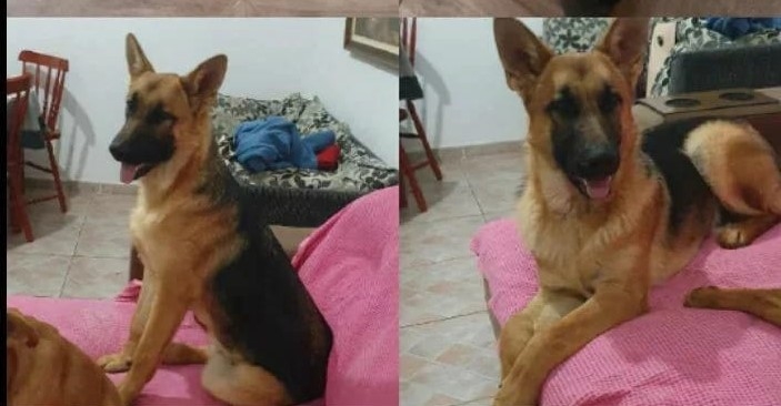 Família procura por pastor alemão desaparecido em Poços de Caldas