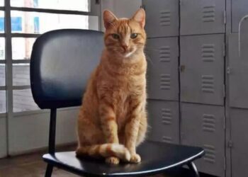 Prefeitura pede retirada de gato que vivia em biblioteca pública e moradores questionam decisão