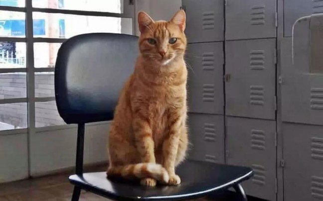 Prefeitura pede retirada de gato que vivia em biblioteca pública e moradores questionam decisão