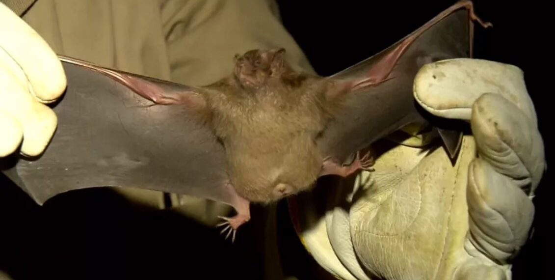 IMA classifica como surto casos de raiva e fará captura de morcegos em cidade do Sul de Minas