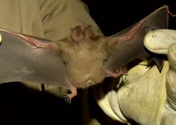 IMA classifica como surto casos de raiva e fará captura de morcegos em cidade do Sul de Minas