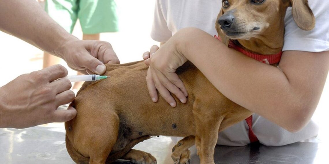 Vacinação Antirrábica começa na próxima semana em Poços de Caldas
