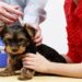 Professora de Medicina Veterinária comenta a importância da vacinação antirrábica