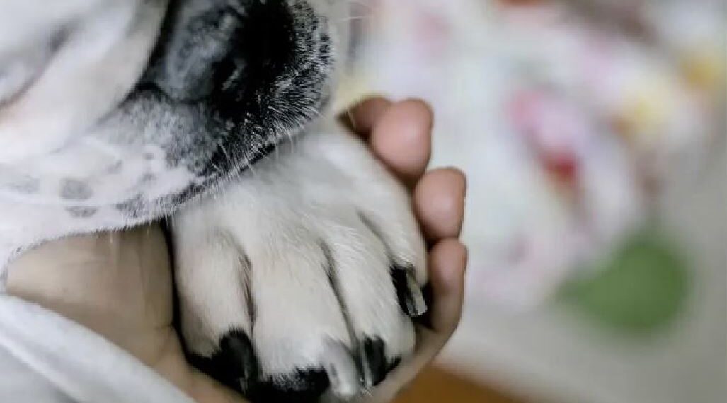 Estudo prova que cães choram quando se reencontram com donos