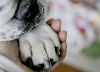 Estudo prova que cães choram quando se reencontram com donos