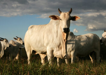 Projeto Mais Genética visa melhorar qualidade do gado na região de Poços