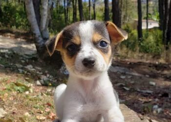 Saiba como adotar os cães do Abrigo Municipal em Poços