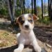 Saiba como adotar os cães do Abrigo Municipal em Poços