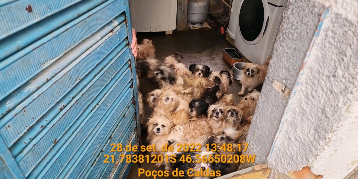 Polícia Civil resgata mais de 40 cães de casa no centro de Poços