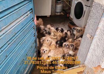 Polícia Civil resgata mais de 40 cães de casa no centro de Poços