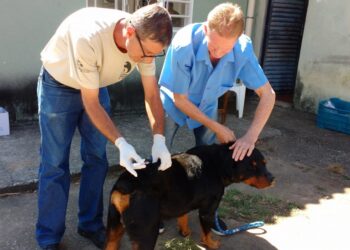 Confira os locais de vacinação antirrábica neste sábado em Poços 