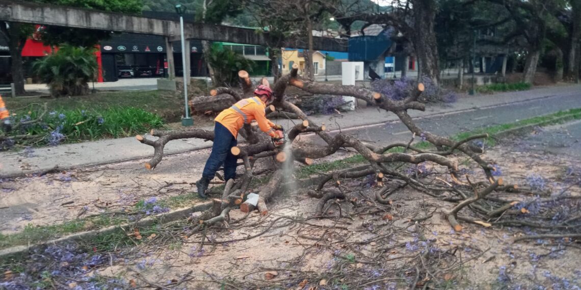 Bombeiros retiram Jacarandá caído avenida em Poços