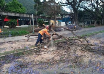 Bombeiros retiram Jacarandá caído avenida em Poços
