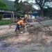 Bombeiros retiram Jacarandá caído avenida em Poços